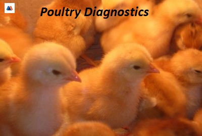 Poultry Diagnostics