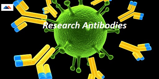 Research Antibodies